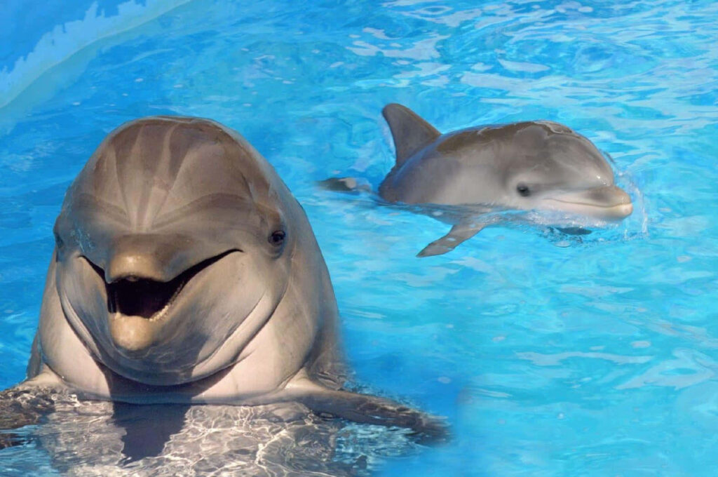 Cheerful Dolphins Swimming in a Bright Blue Pool Wallpaper