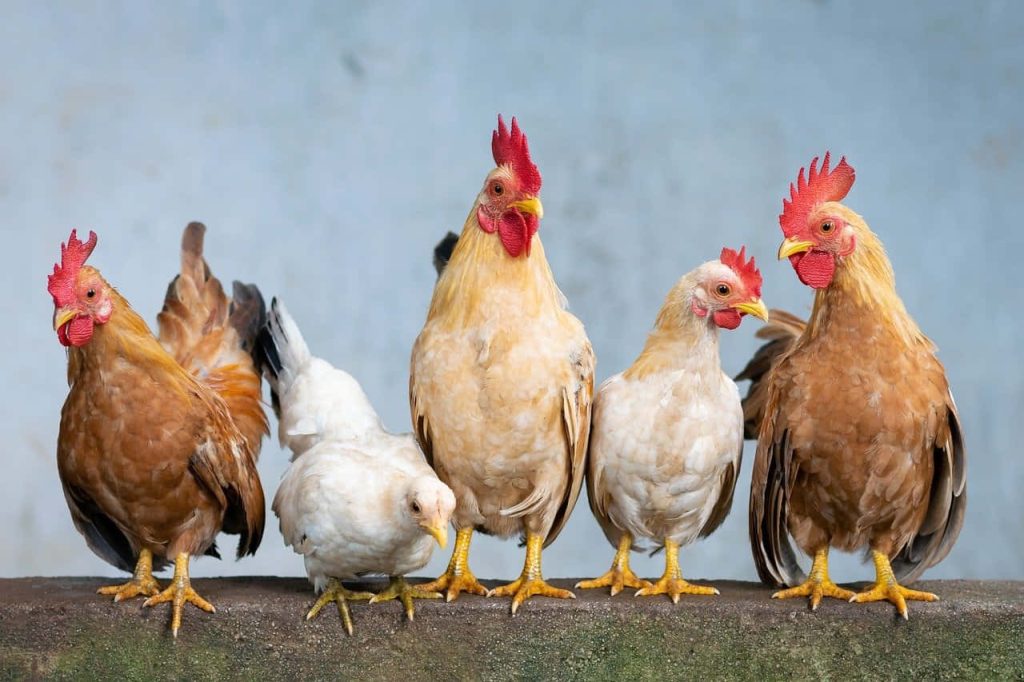 High-resolution wallpaper of domestic brown and white chickens perched on concrete ledge