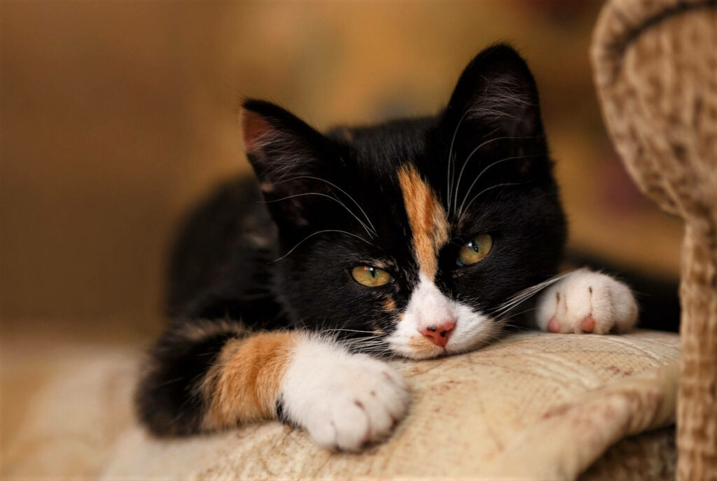 Charming Kitten Wallpaper: Adorable Short-Haired Fur & Amber Eyes