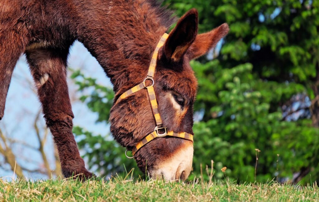 Charming Donkey Grazing on Lush Grass - Serene Nature Wallpaper