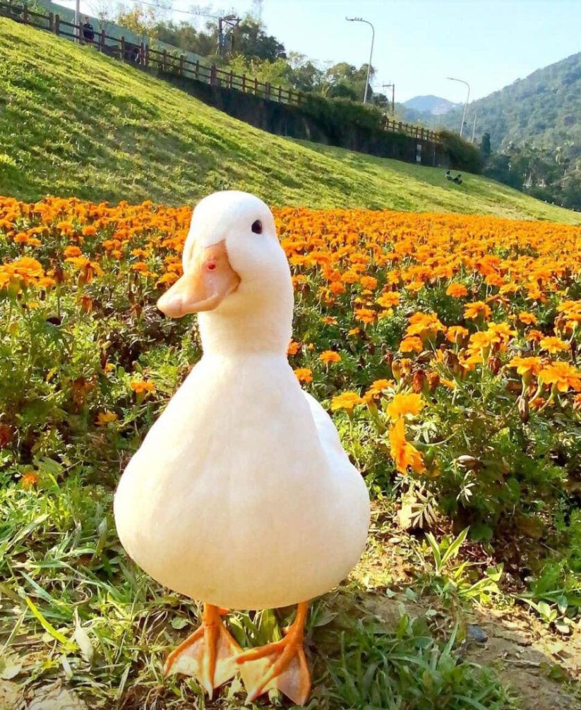 Charming Duck in Vibrant Orange Flower Field Wallpaper Background