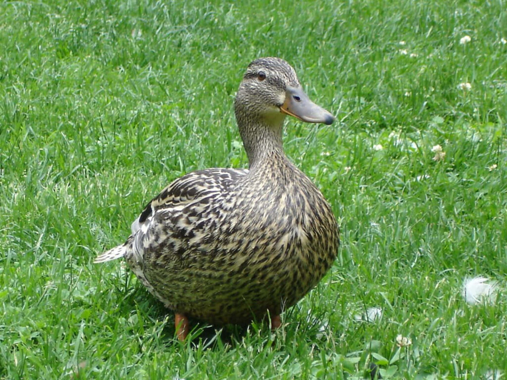 Charming Duckling Splashing in Pond - Springtime Joy Wallpaper