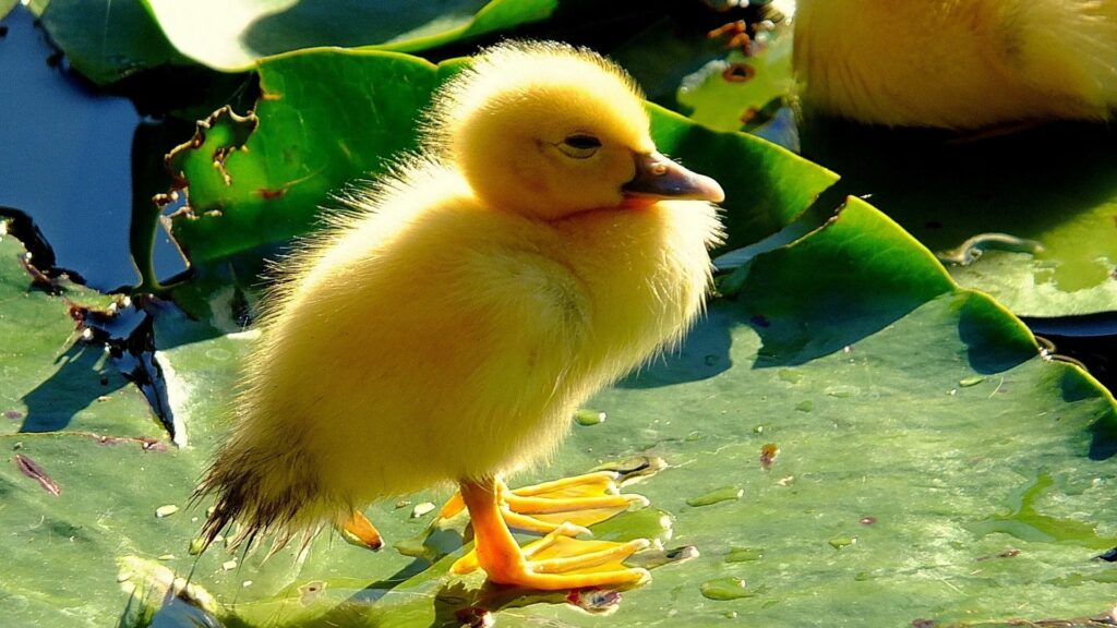Charming Yellow Duckling on Green Leaves – Serene Nature Wallpaper