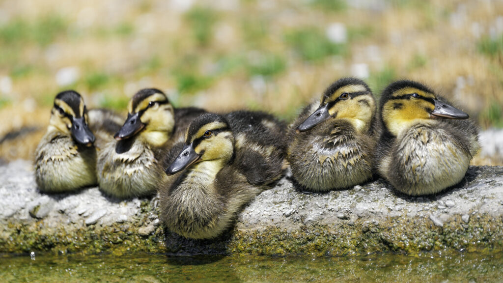 Charming Ducklings Wallpaper: Fluffy Feathers & Humorous Charm
