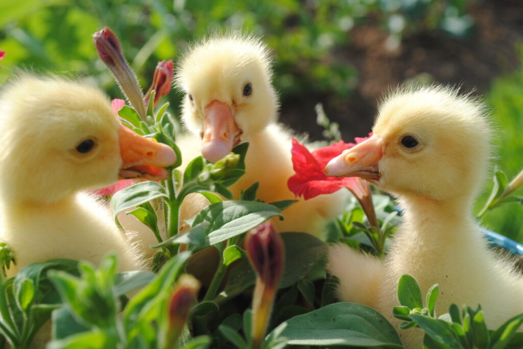 Charming Ducklings Nestled in Green Foliage - Heartwarming Wallpaper