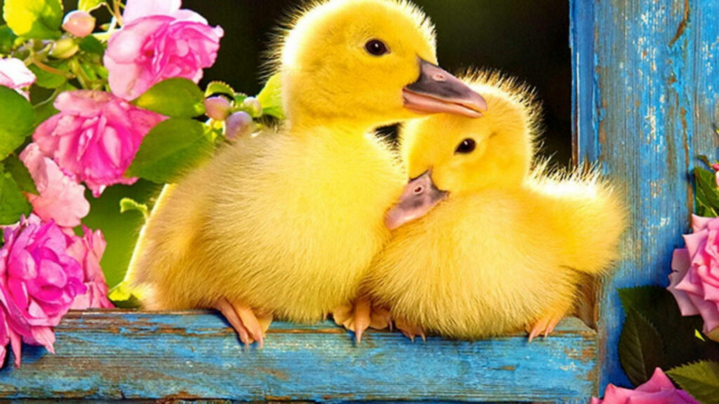 Charming Yellow Ducklings on Blue Plank with Pink Roses Wallpaper