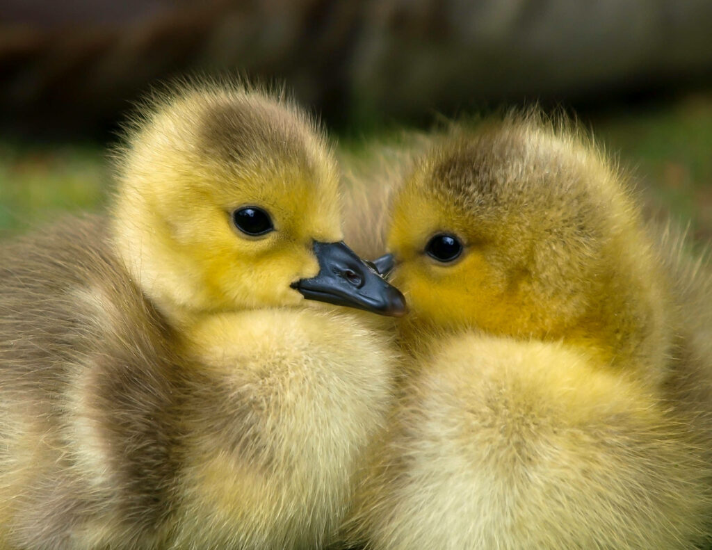 Adorable Ducklings Wallpaper: Soft Yellow Feathers & Charming Background