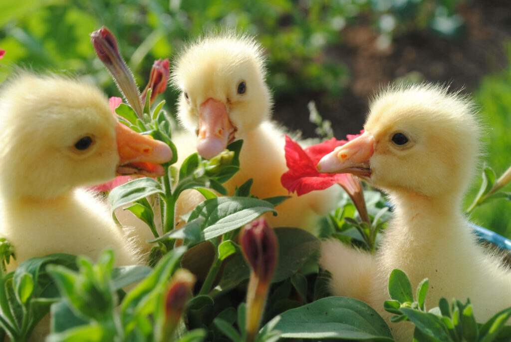 Serene Wallpaper: Adorable Ducklings Among Vibrant Spring Flowers