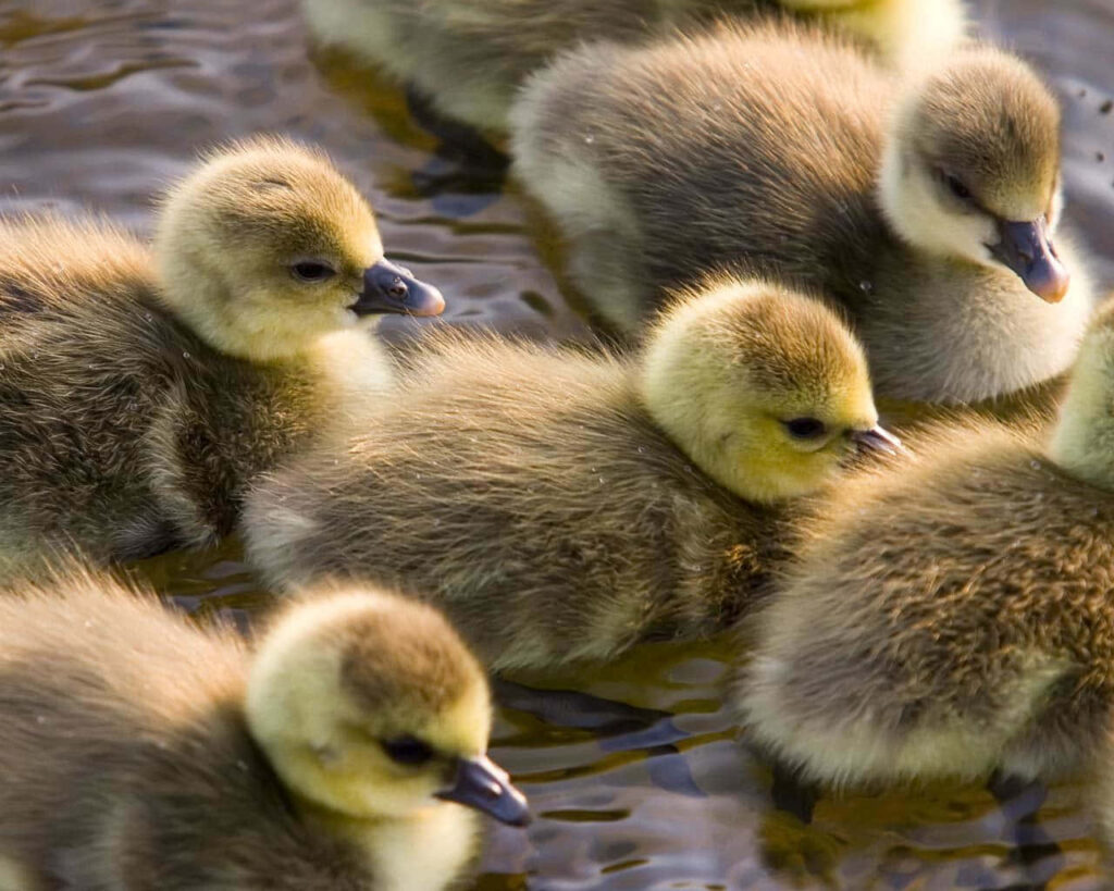 Adorable Ducklings Swim in Serene Sunlit Water - Nature's Delight Wallpaper
