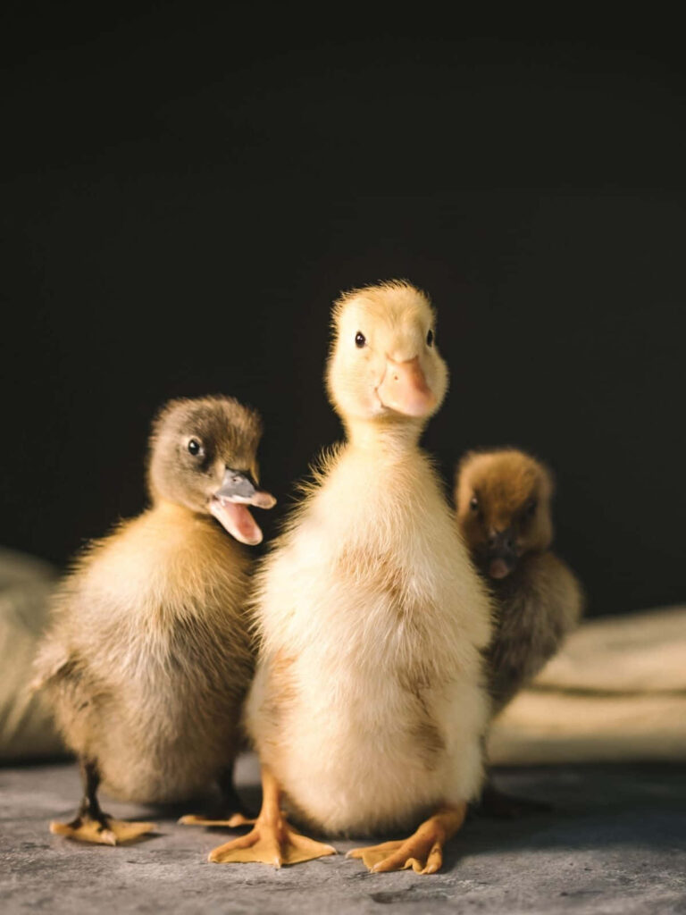 Adorable Trio of Fluffy Ducklings in Natural Light Wallpaper