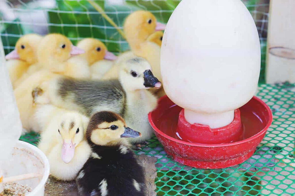 Charming Ducklings Around Red Dispenser - Lively Green Background Wallpaper