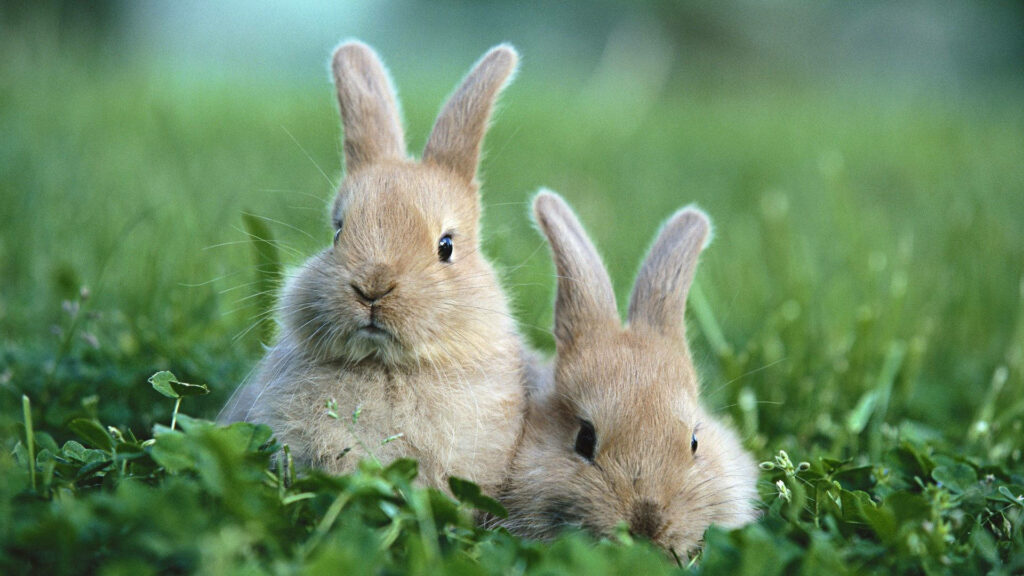Cute Duo: Playful Brown Rabbits Discovering the Log Wonderland Wallpaper
