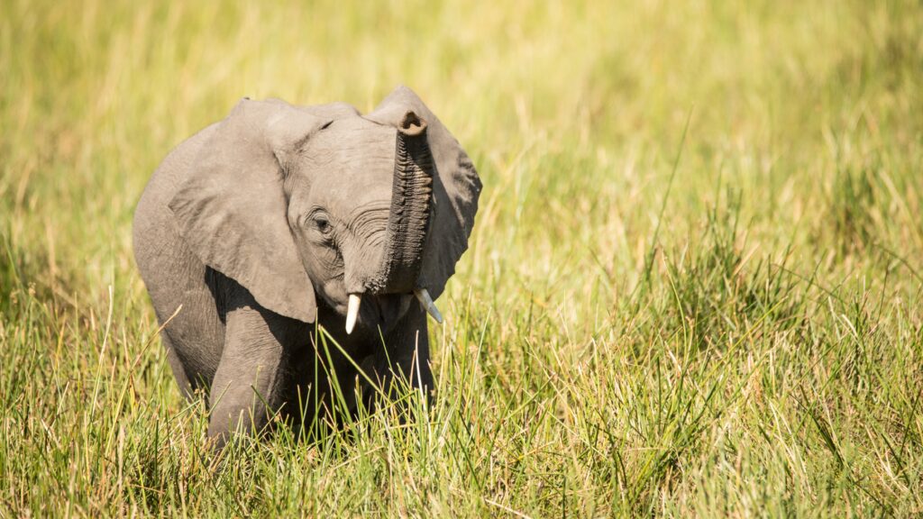 Charming Elephant Cub Wallpaper in Lush Green Habitat