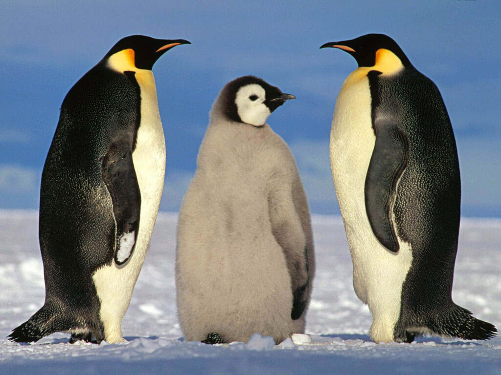 Charming Emperor Penguin Family Wallpaper: Arctic Serenity