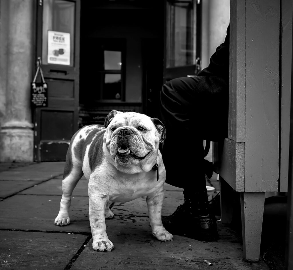 Charming Grayscale English Bulldog Wallpaper Background on Stone Pavement