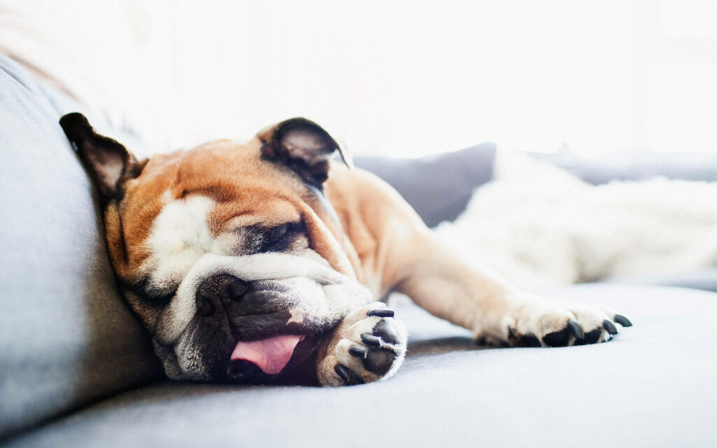 Serene English Bulldog Napping on Cozy Gray Couch - Wallpaper