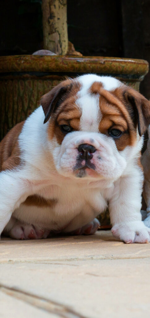 Adorable English Bulldog Puppy Wallpaper Background with Earthy Tones