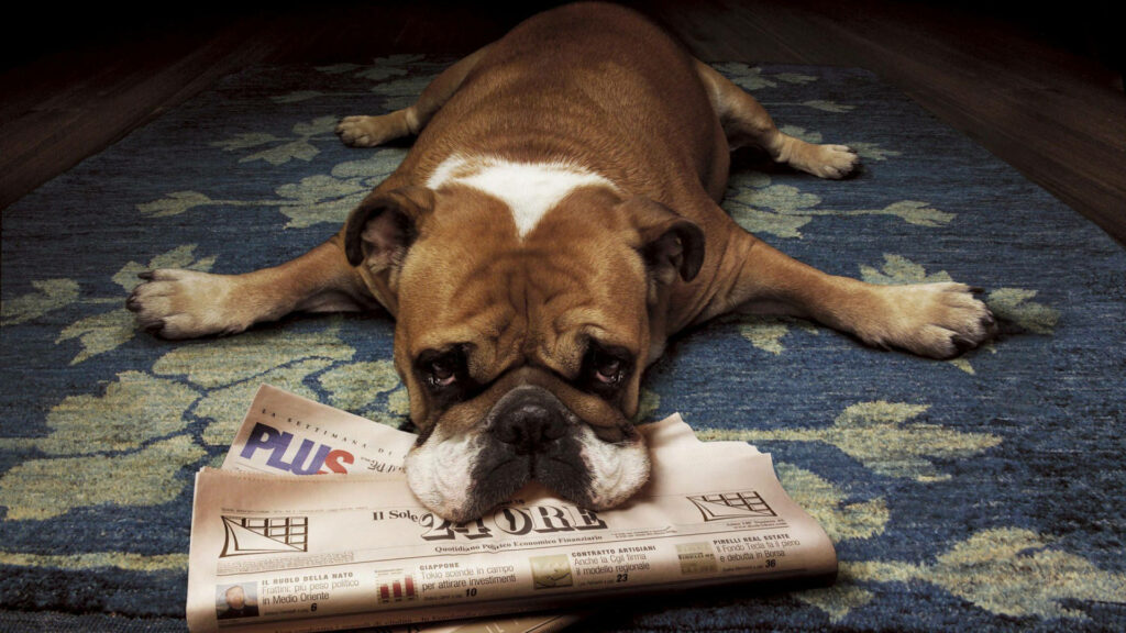Charming English Bulldog Relaxing on Floral Rug with Wallpaper Background