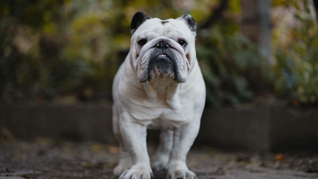 Charming English Bulldog Wallpaper: Confident Canine in Nature