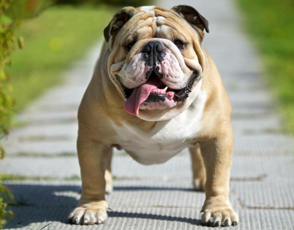 Charming English Bulldog Wallpaper: Playful Pup in Sunlit Greenery