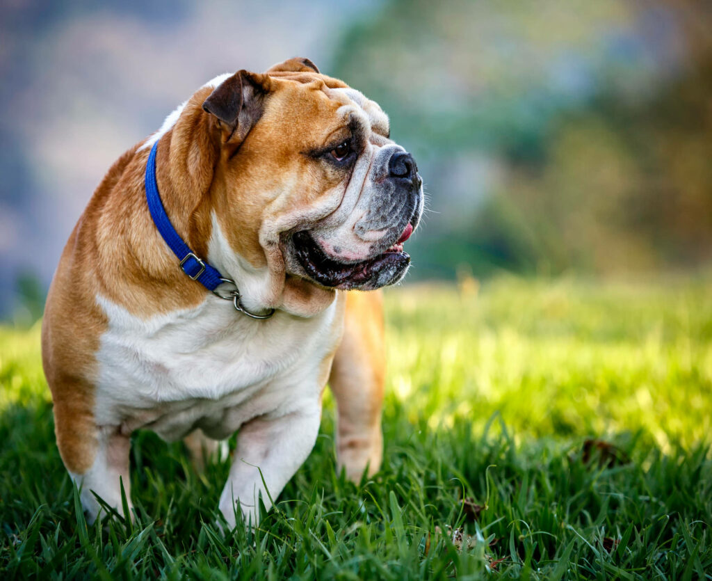 Charming English Bulldog Wallpaper on Lush Green Field