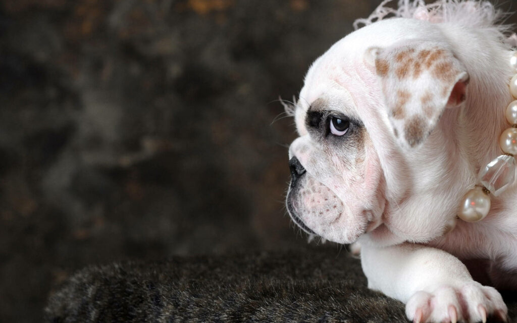 Charming English Bulldog Wallpaper with Elegant Pearls & Soft Light