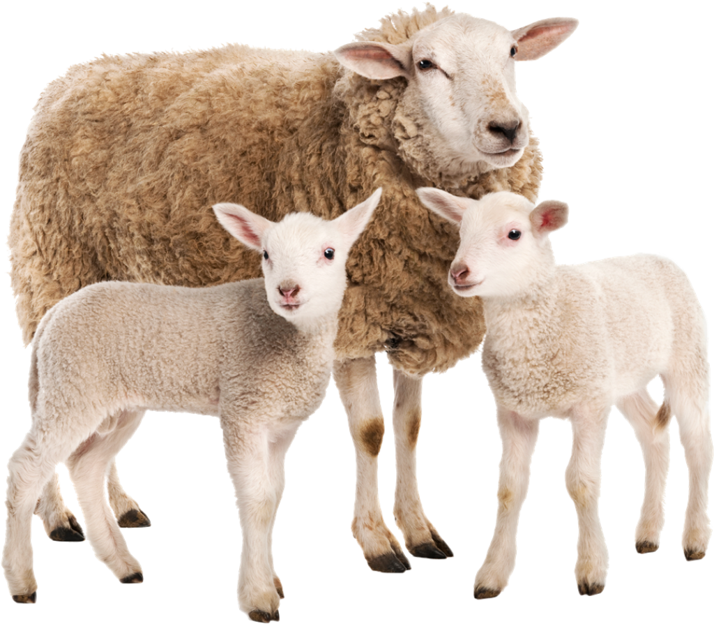 Heartwarming Family Portrait of Ewe and Lambs - Tender Unity Wallpaper