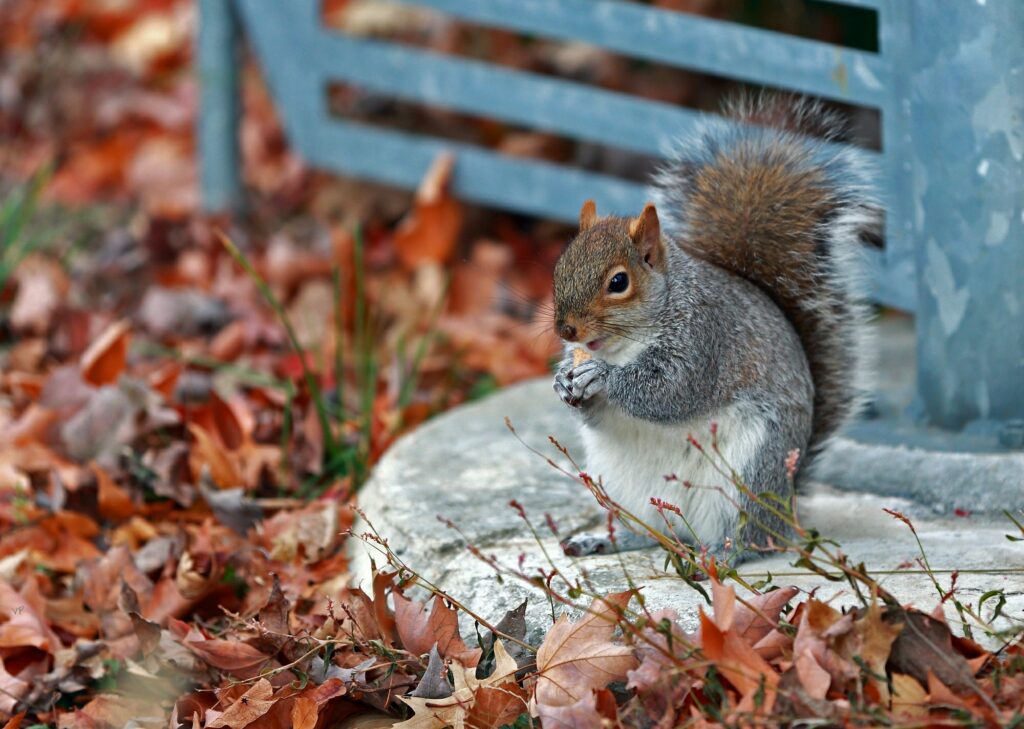 Charming Squirrel Wallpaper: Autumn Leaves & Vibrant Park Scene