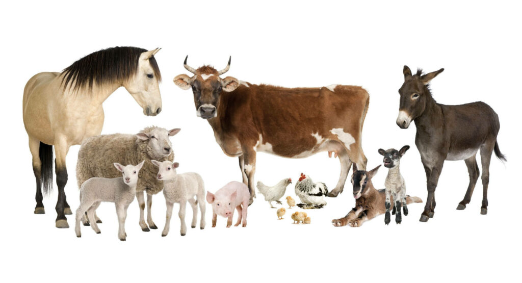 Charming Farm Animals Wallpaper on White Background - Diverse Collection