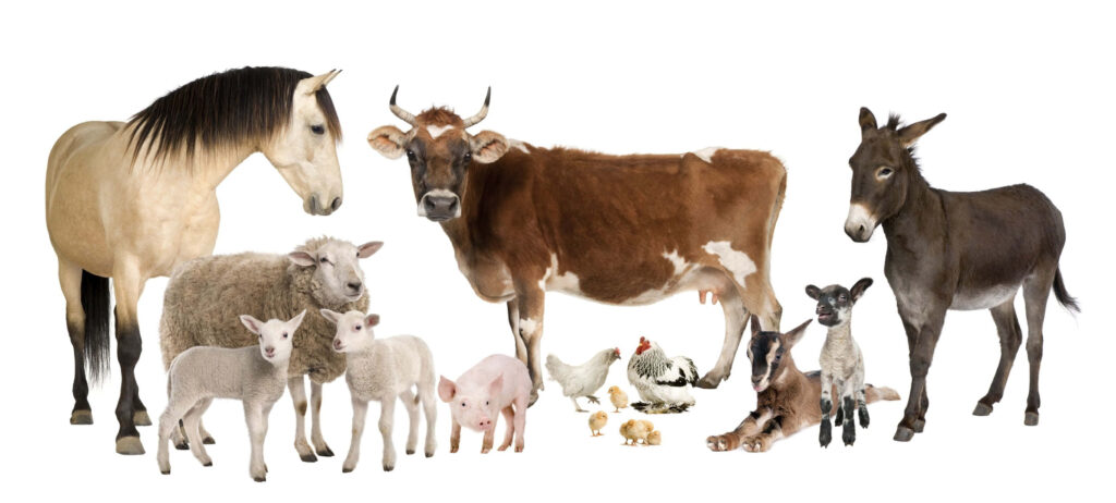 Charming Farm Animal Wallpaper: Tranquil Pastoral Scene