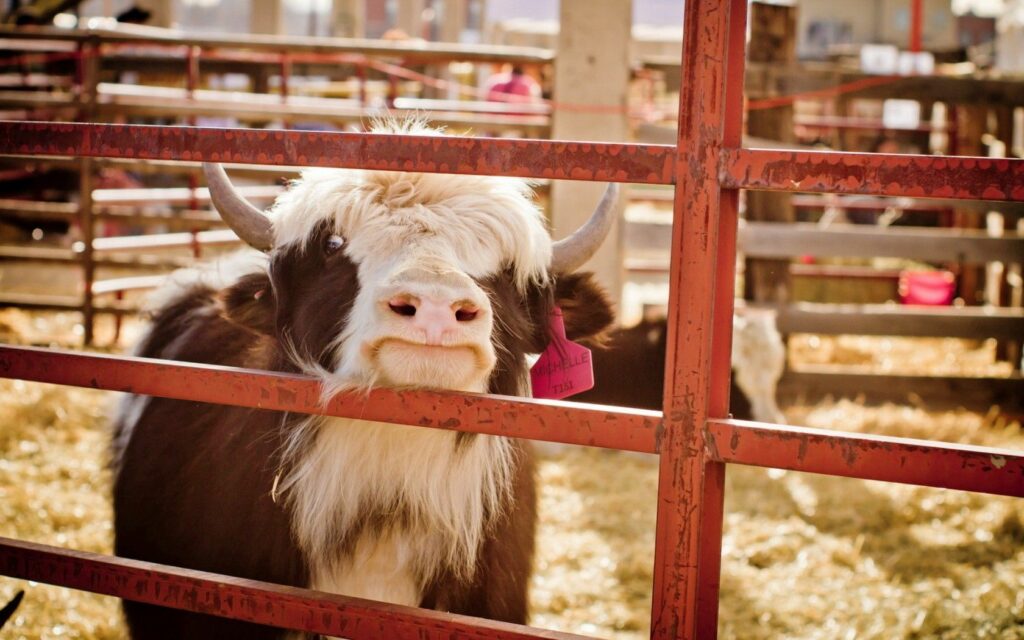 Charming Cow Wallpaper: Rustic Farm Scene with a Sunny Vibe