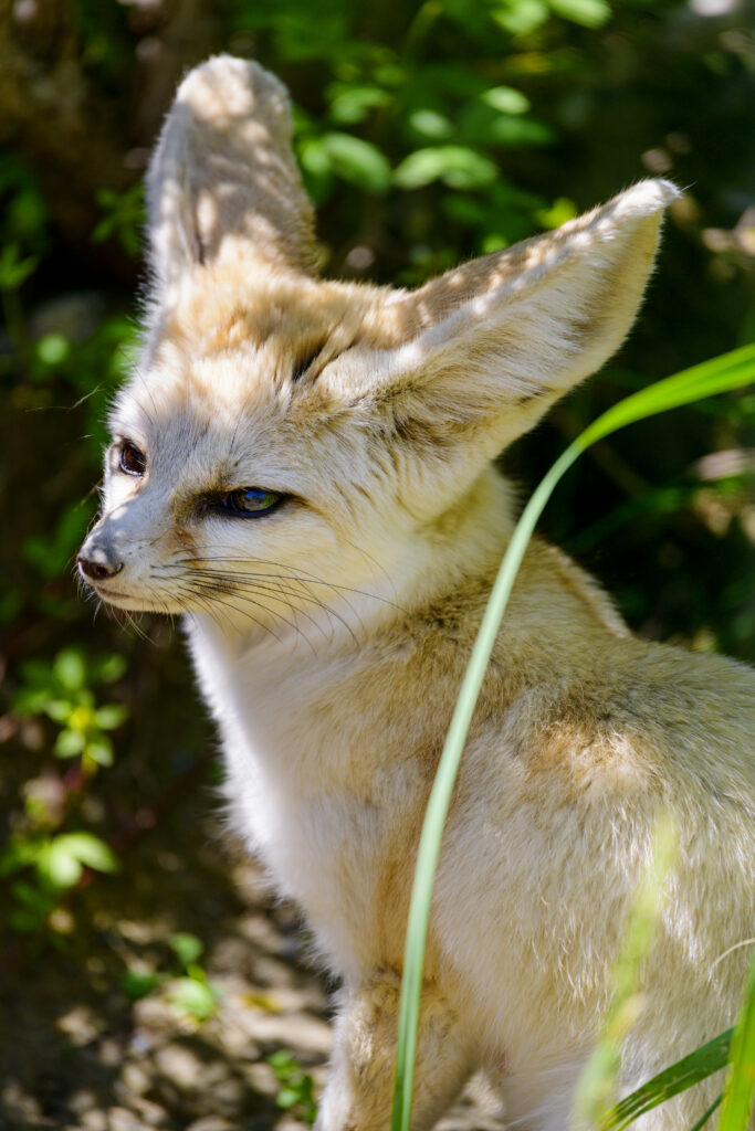Charming Fennec Fox Wallpaper - Adorable Animal Portrait in Nature