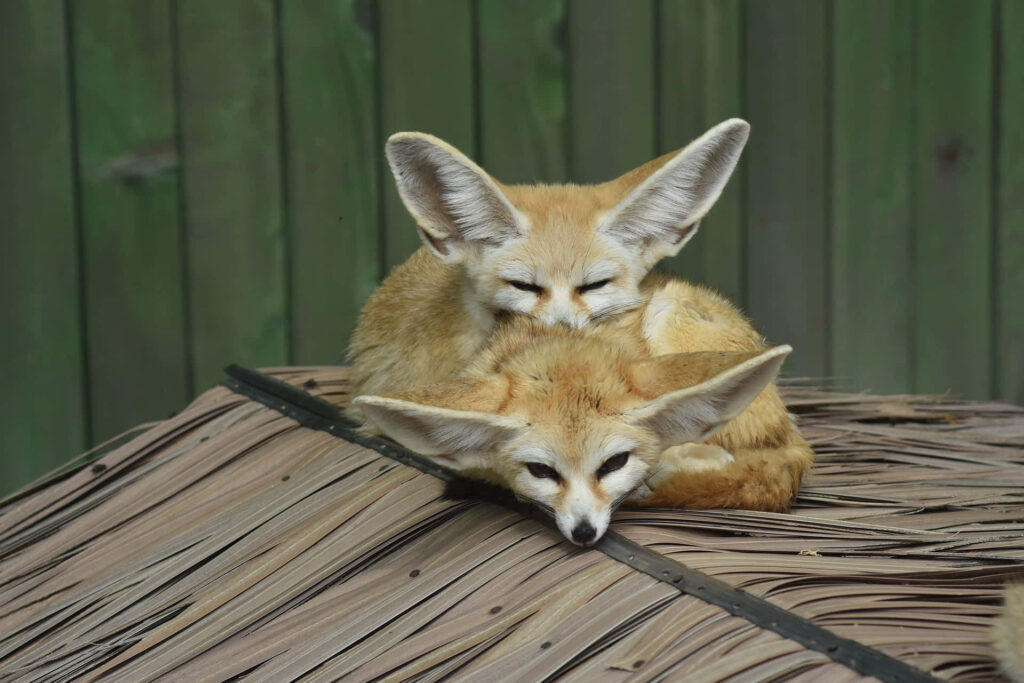Enchanting Fennec Foxes on Thatched Roof with Lush Green Background Wallpaper