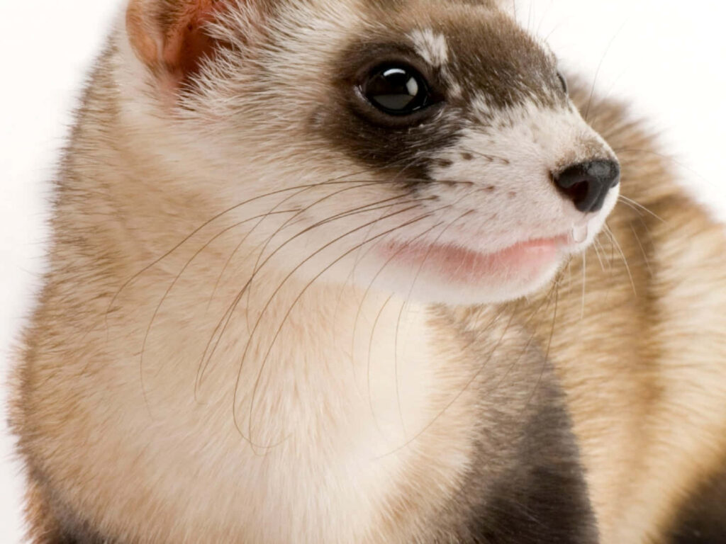 Charming Ferret Close-Up: Soft Fur & Expressive Eyes Wallpaper