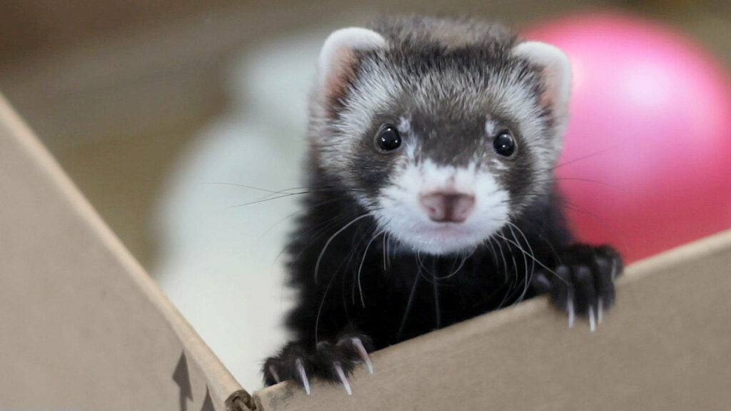 Adorable Ferret Peeking from Cardboard Box - Cute Wallpaper Background