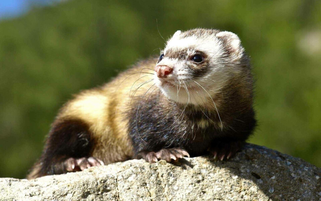 Charming Ferret Wallpaper: Adorable Animal in Natural Sunlight