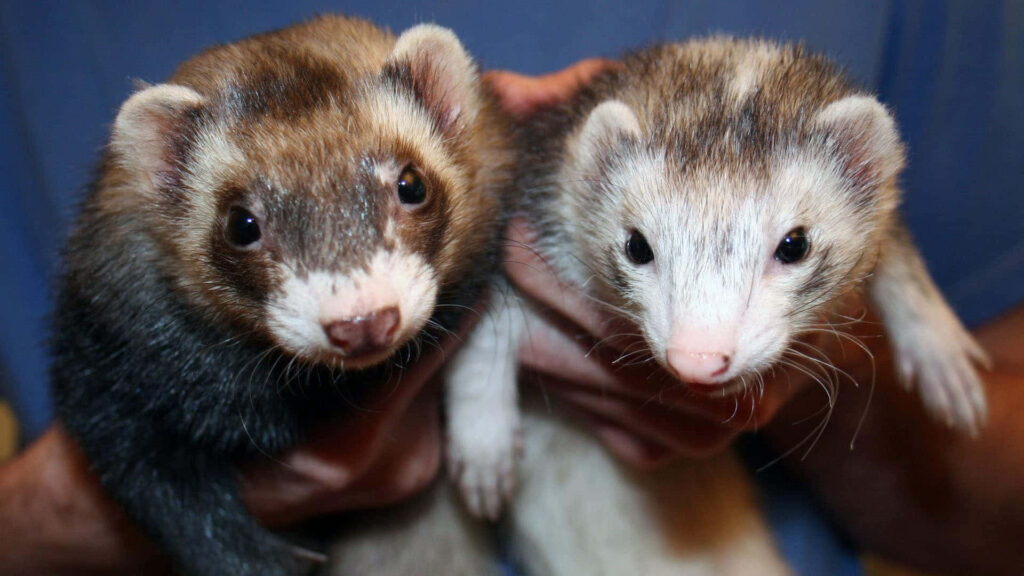 Adorable Ferrets Wallpaper: Playful & Lively Background