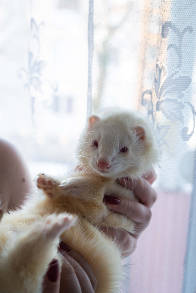 Charming Ferret Wallpaper: Inquisitive Critter by Floral Lace Window