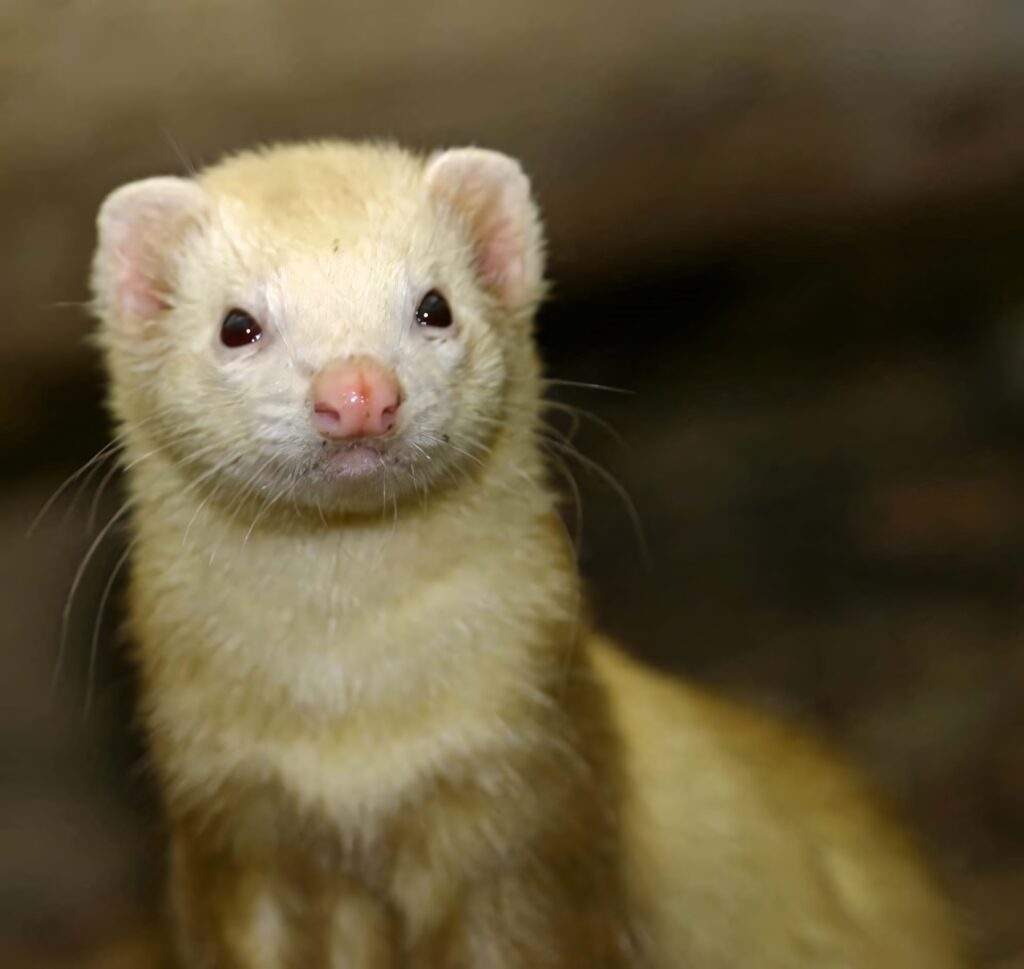 Charming Ferret Wallpaper: Playful Pet in a Cozy Home Background