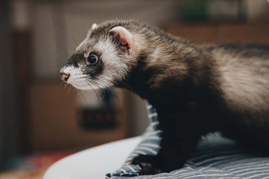 Cute Ferret Side View Wallpaper - Inquisitive Expression & Cozy Background