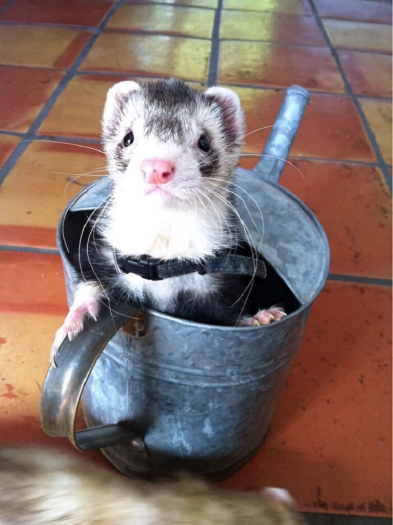 Adorable Ferret in Rustic Bucket - Cheerful Wallpaper Background