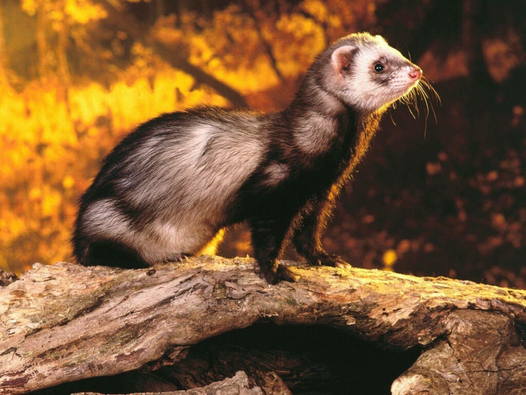Charming Ferret Wallpaper: Vibrant Orange Forest Background
