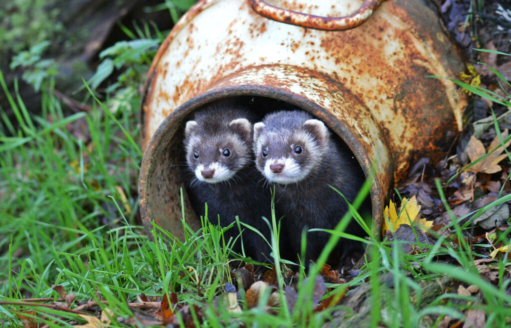 Adorable Ferrets Peek from Rusty Container in Lush Wilderness Wallpaper
