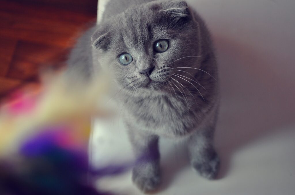 Charming Flap-Eared Cat Wallpaper: Soft Gray Fur & Sweet Expression