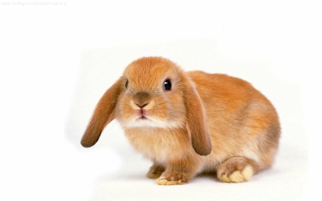 Charming Floppy-Eared Rabbit Against Plain Backdrop: Gentle & Fluffy Wallpaper