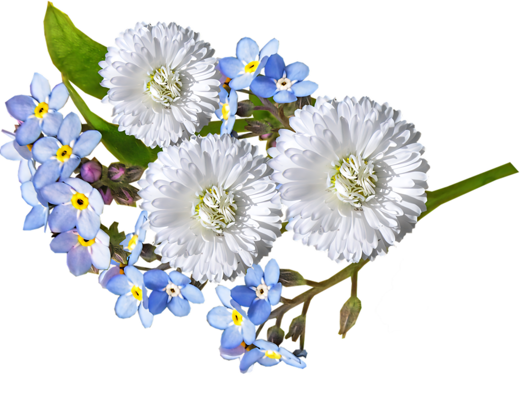 Charming Floral Wallpaper: White Daisies & Forget-Me-Nots Design
