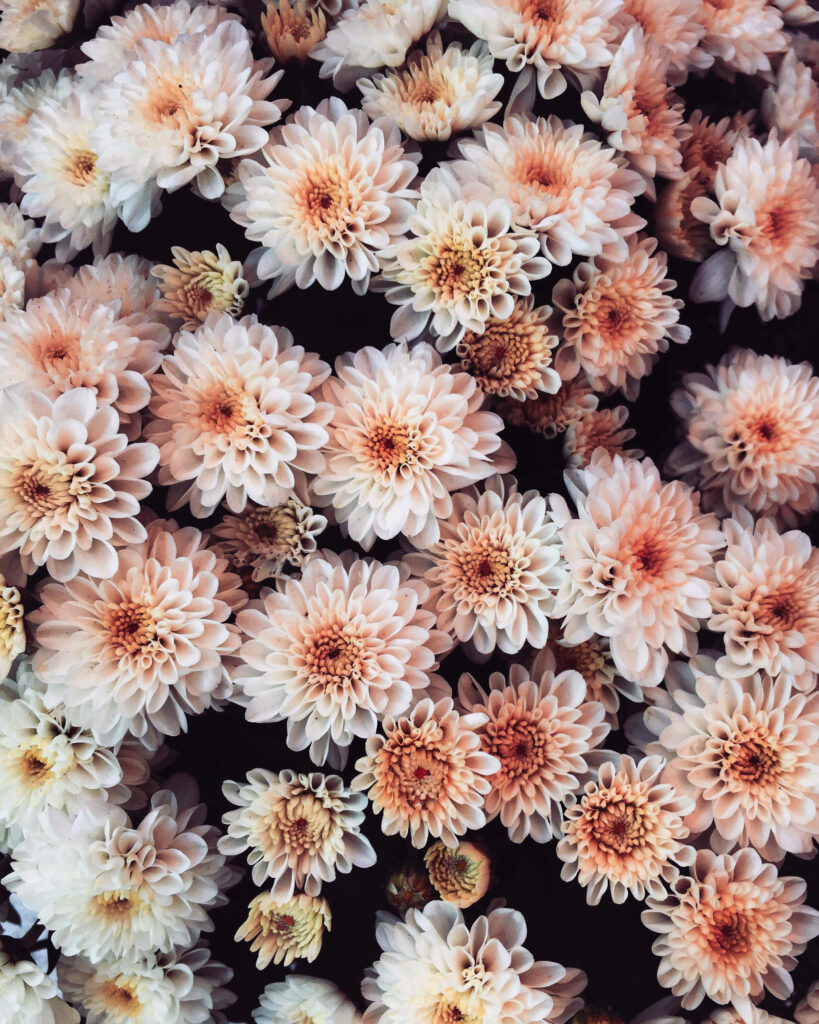 Enchanting Floral Wallpaper: Pastel Chrysanthemums for Serene Background