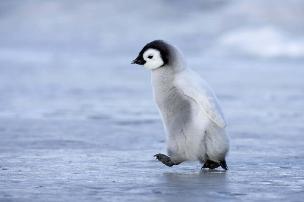 Charming Fluffy Baby Penguin Walking on Icy Landscape Wallpaper