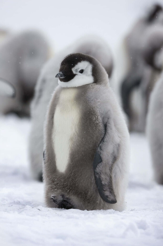 Charming Fluffy Baby Penguin Wallpaper on Snowy Background