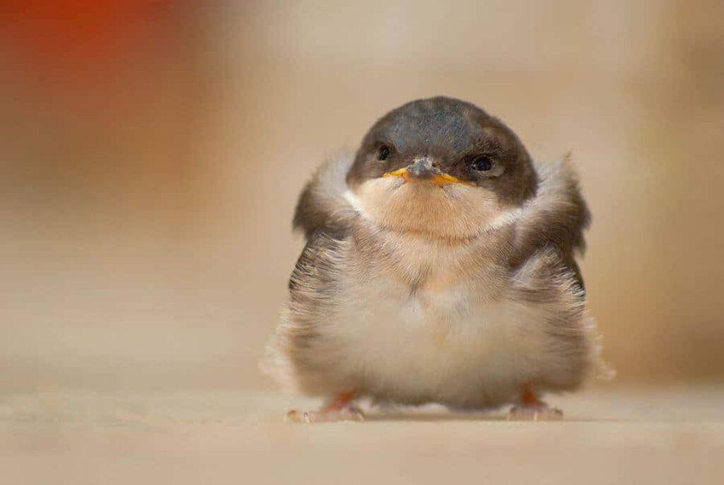 Charming Fluffy Bird Wallpaper: Nature’s Adorable Feathery Delight